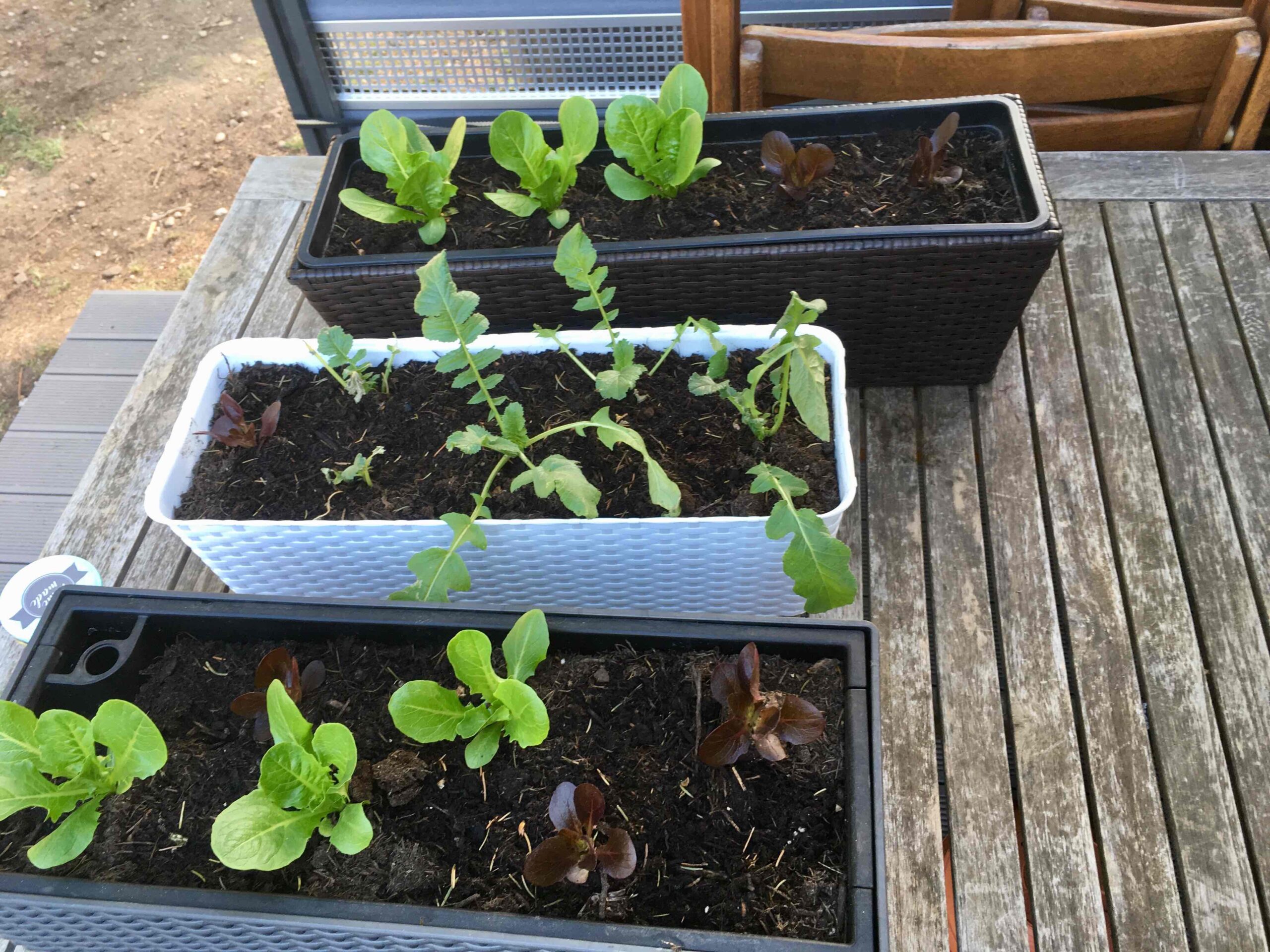 Garten Pflanezen - Klein