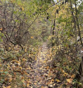 Isarwanderung_Wald.jpg