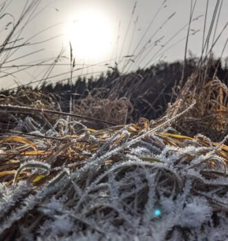 Isarwanderung_Wurzeln.jpg