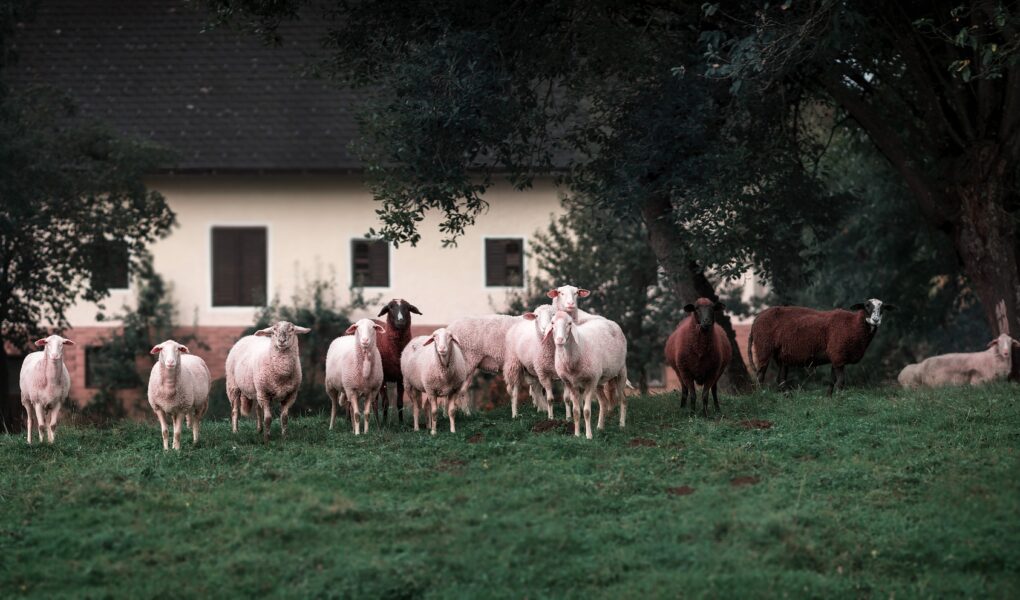 Welgvegantag