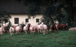 Welgvegantag