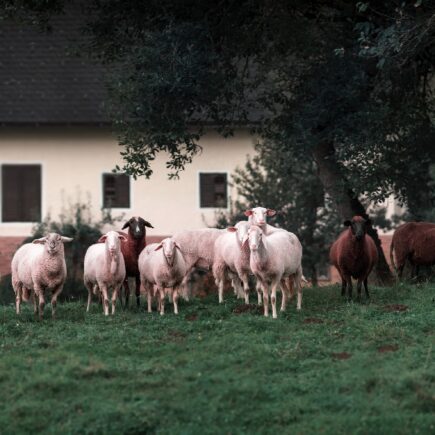Welgvegantag