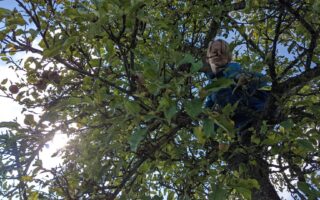 Obst Pflücken - Mundraub.org