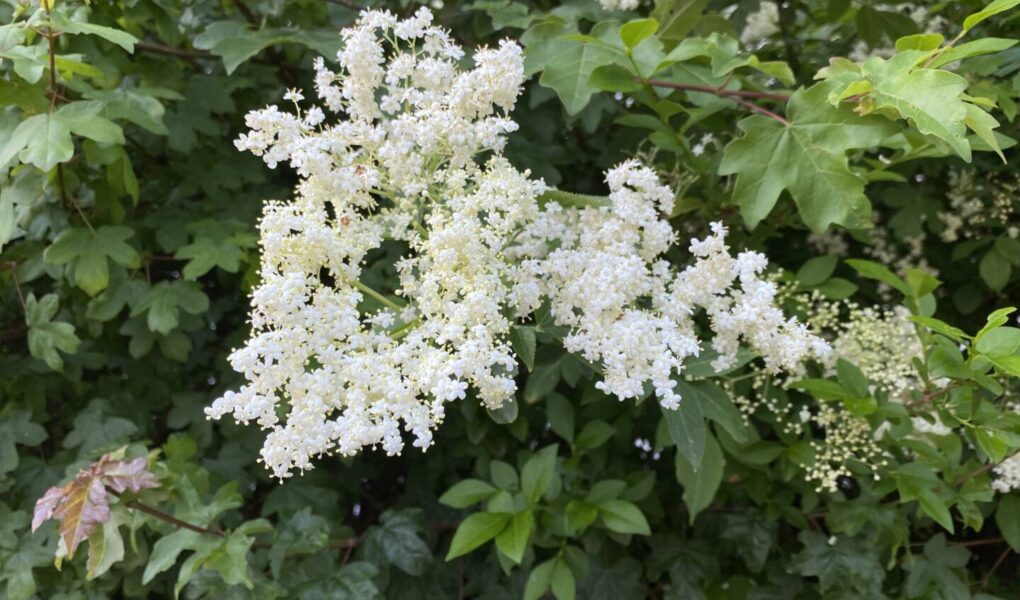 Holunderblüten blühen und erfreuen durch ihren Duft - bereit gepflückt zu werden