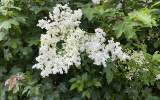 Holunderblüten blühen und erfreuen durch ihren Duft - bereit gepflückt zu werden