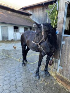 Urlaub auf dem Bauernhof