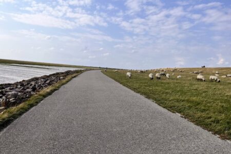 Spazieren zwischen Wattenmeer und Vögelschwärmen und Schaafherden