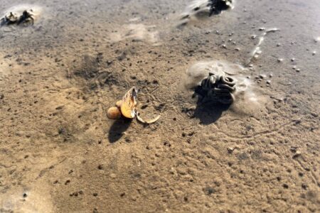 Wattenmeer