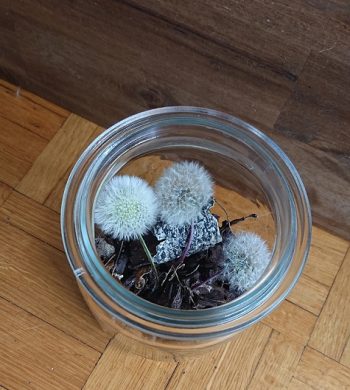 Pusteblume im Glas