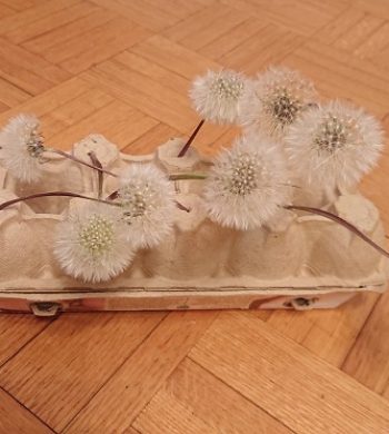 Pusteblumen offen